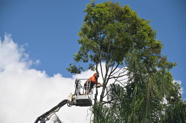 Best Stump Grinding and Removal  in Custer, SD